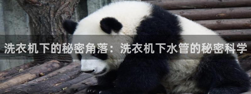 球盟会综合app下载