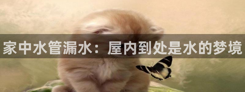 球盟会能提现吗是真的吗