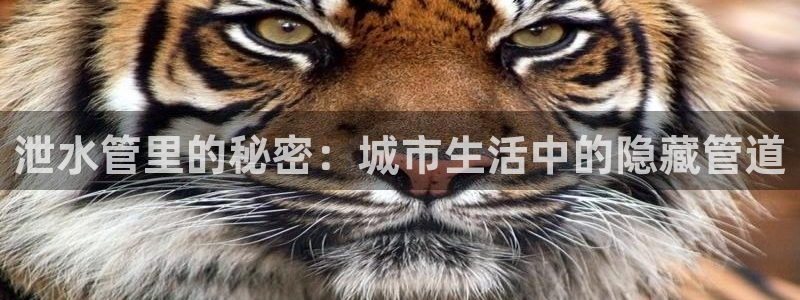 球盟会体验金球奖吗