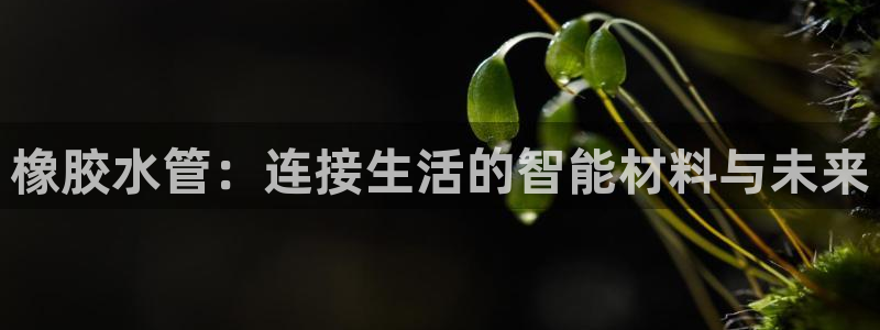 球盟会能提现吗